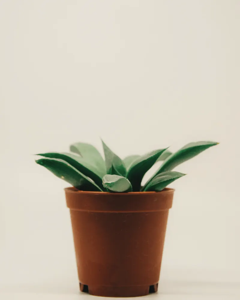 glazed terracotta pots with plants