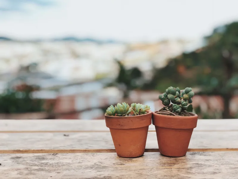 potted plants on a concrete ledge