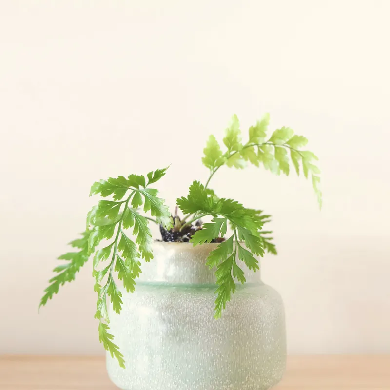 fern in a hanging glazed pot