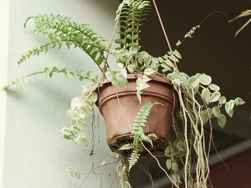 hanging pot at a bathroom window