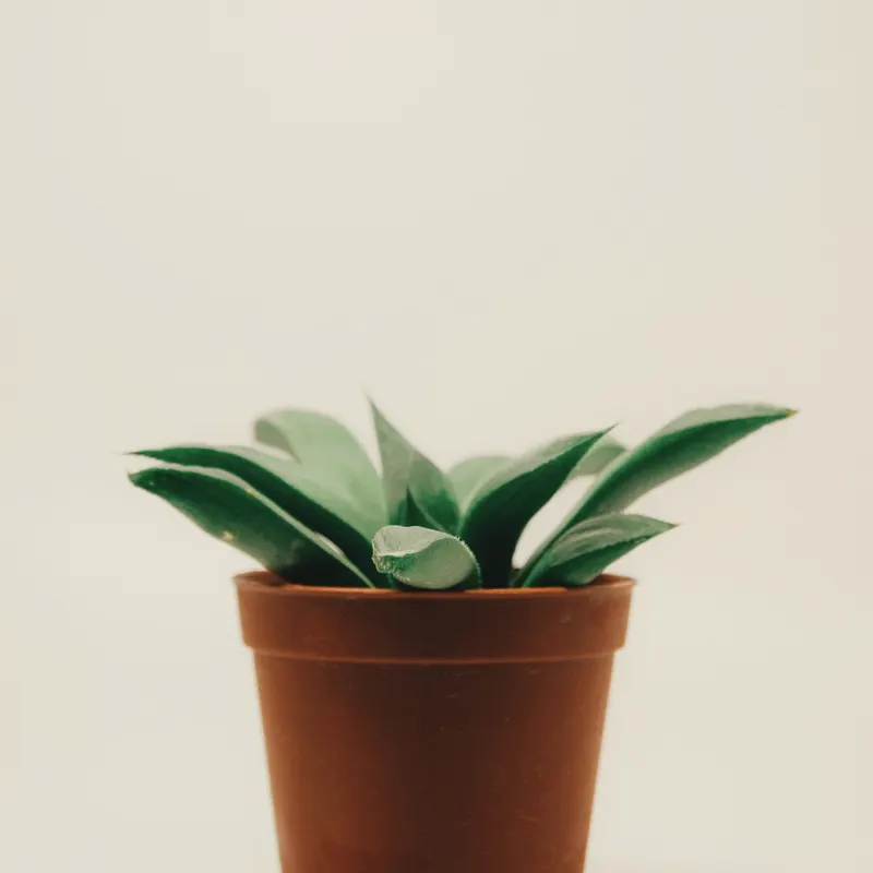 glazed terracotta pot on a plain ground