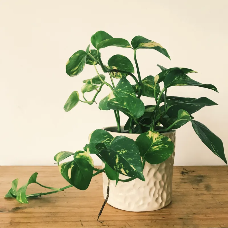 money plant in a glazed pot