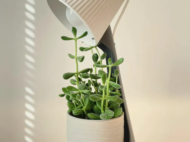 plant on a shelf in daylight