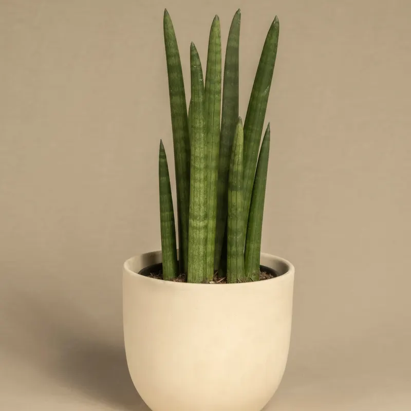 snake plant in a glazed pot