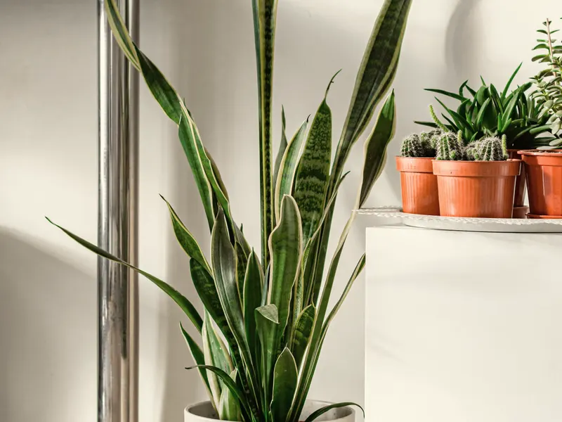 plant in the corner of a room