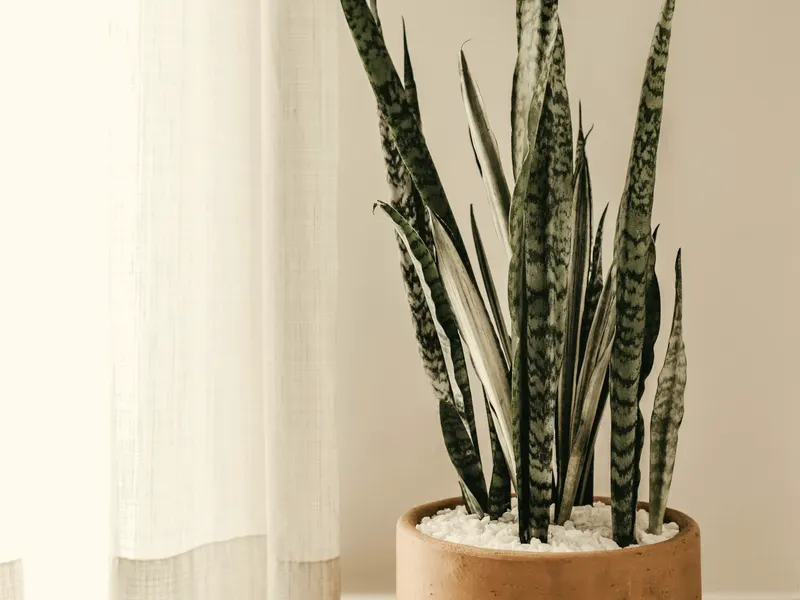 trio on a windowsill with plants