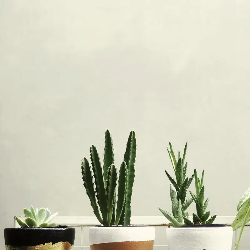 three succulents in small glazed pots